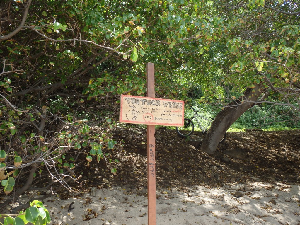 Green turtle nest on Playa Escondida