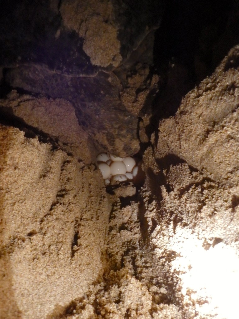Green turtle laying eggs