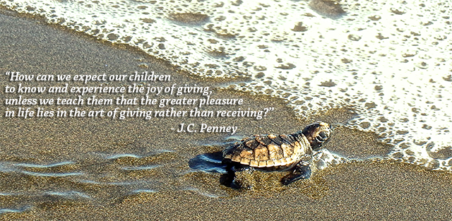 Header-Image-Turtle-JC_Penney